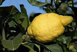 Amalfi lemon Citrus limon seeds for planting in home garden